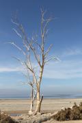dead-tree